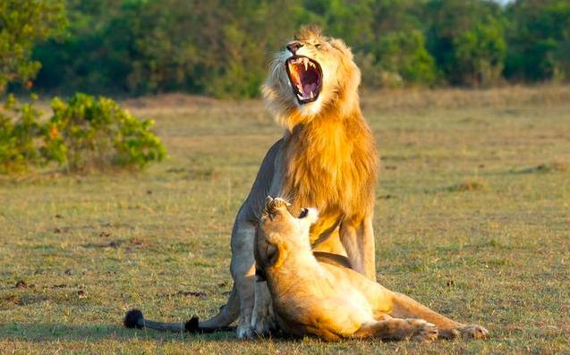 为什么哺乳动物体内构造相同,为什么哺乳动物都有睾丸