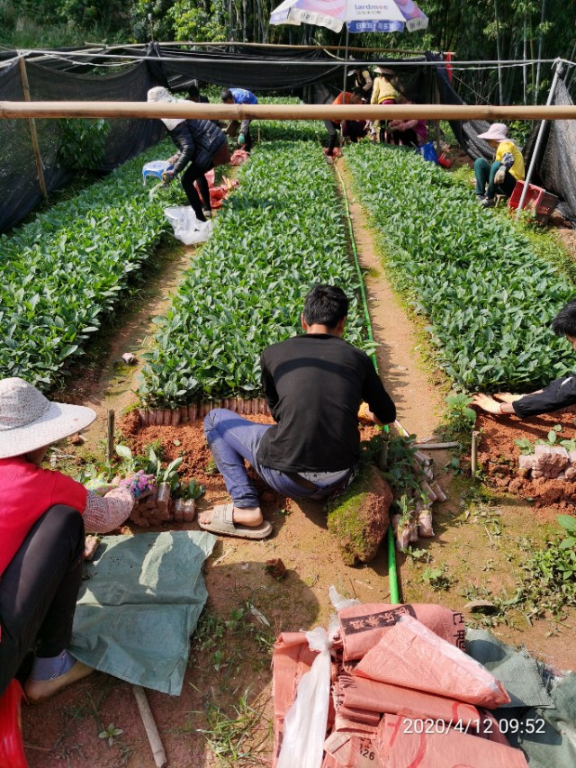 五指毛桃种苗繁殖方法,五指毛桃种苗