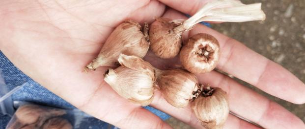 怎么把小苍兰养得花箭粗大,小苍兰的花期养护注意事项