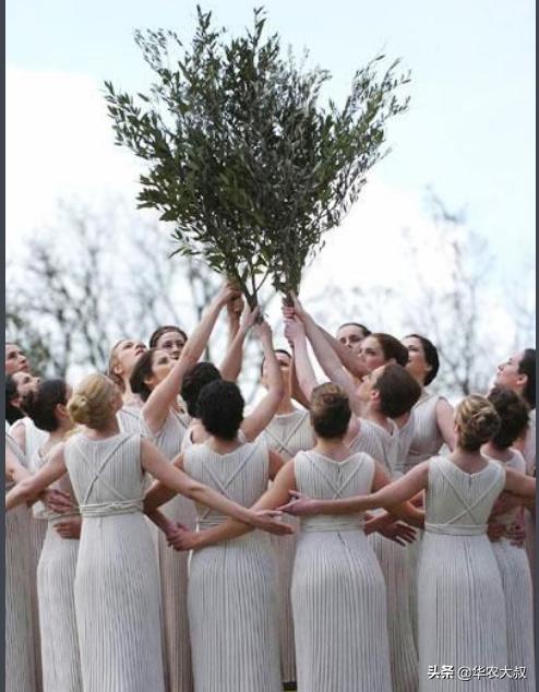 小叶油橄榄与大叶油橄榄的区别,橄榄油的橄榄跟普通橄榄区别