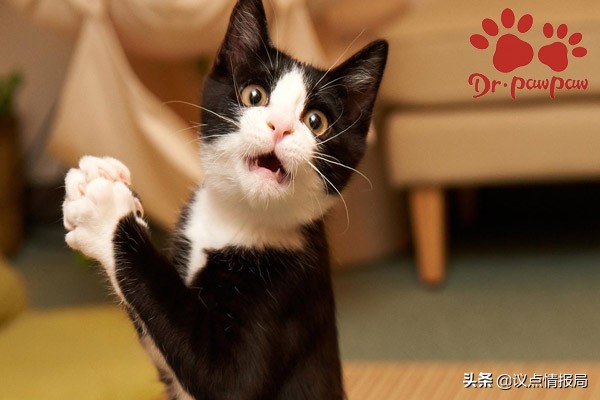 爪爪博士治什么病,怎么分别猫腿骨折还是扭伤