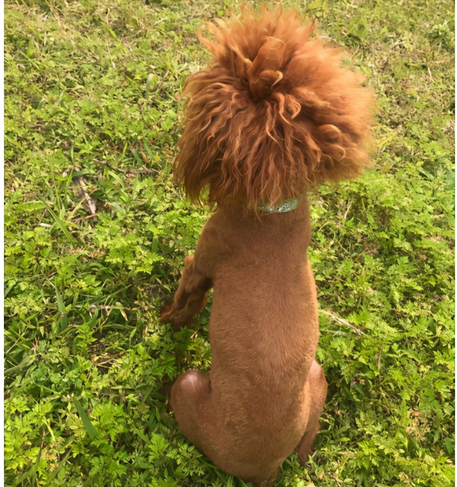 贵宾犬营养不良怎么办,贵宾犬饮食禁忌有哪些