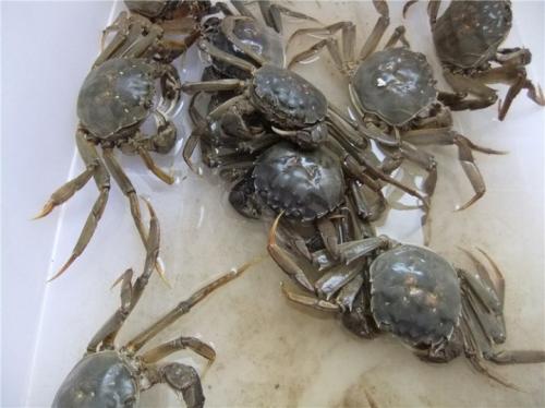 螃蟹养殖方法和注意事项,螃蟹大规格养殖技术