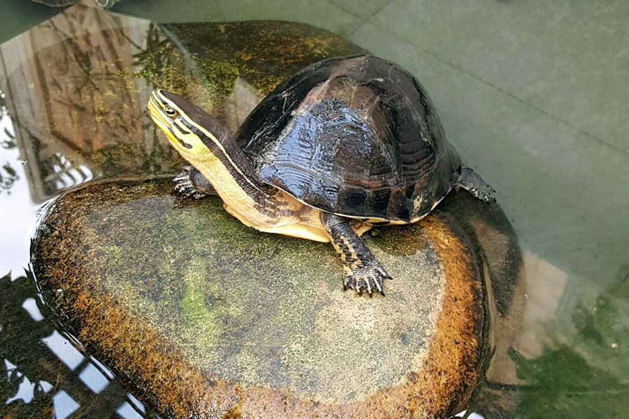 宠物乌龟的饲养方法大全图解,野生乌龟家养的正确喂养方法