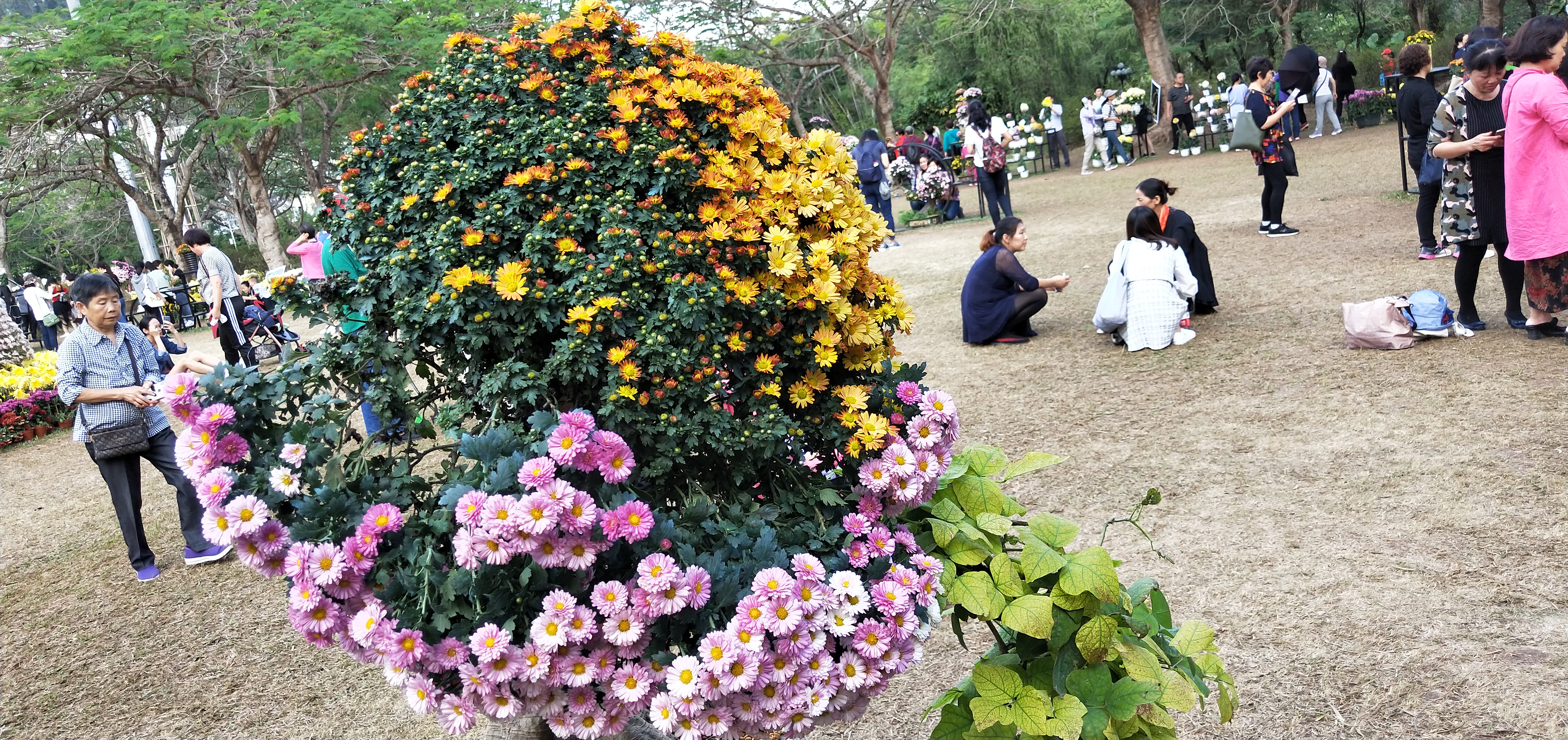 东湖公园菊花花展时间2021,深圳东湖荷节花展