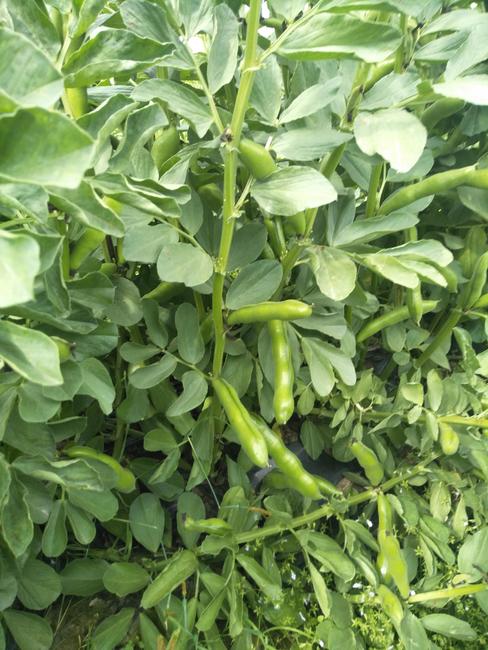 什么是蚕豆病，得了蚕豆病不能吃什么？