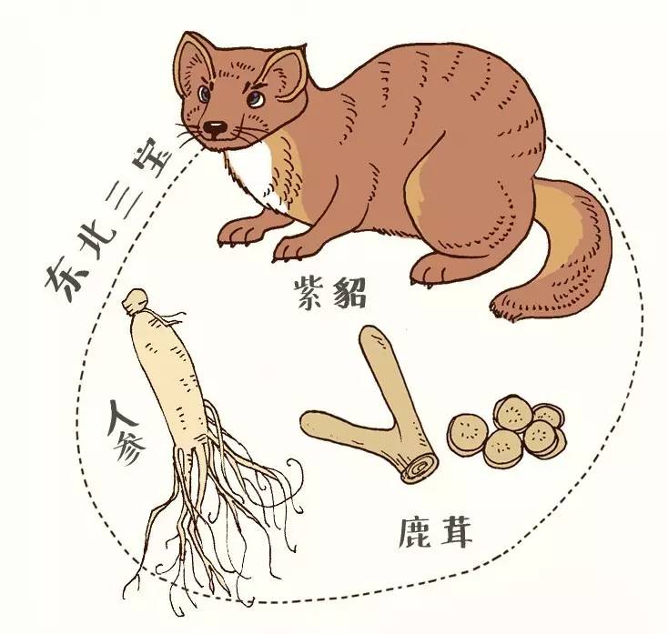 采割鹿茸时鹿会感到疼痛吗,梅花鹿不麻醉割鹿茸痛吗