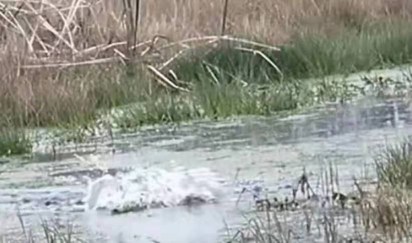 crony科尼渔具,crony科尼路亚微物竿