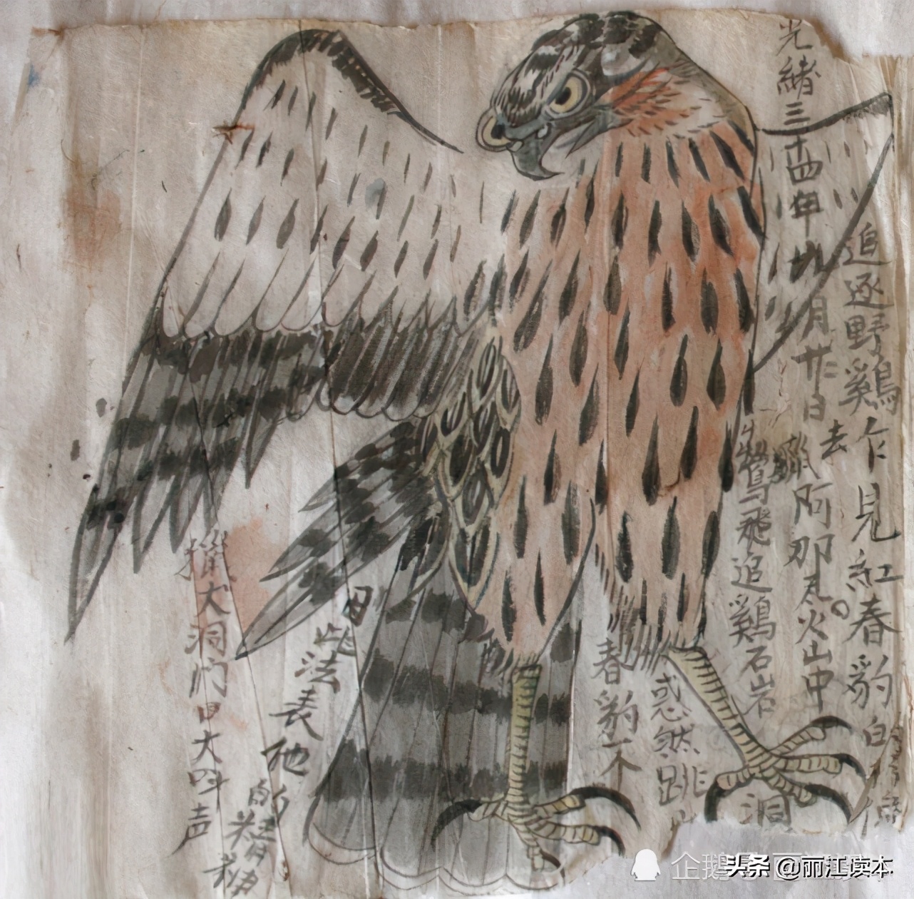 用鹰捕猎,用老鹰捕猎