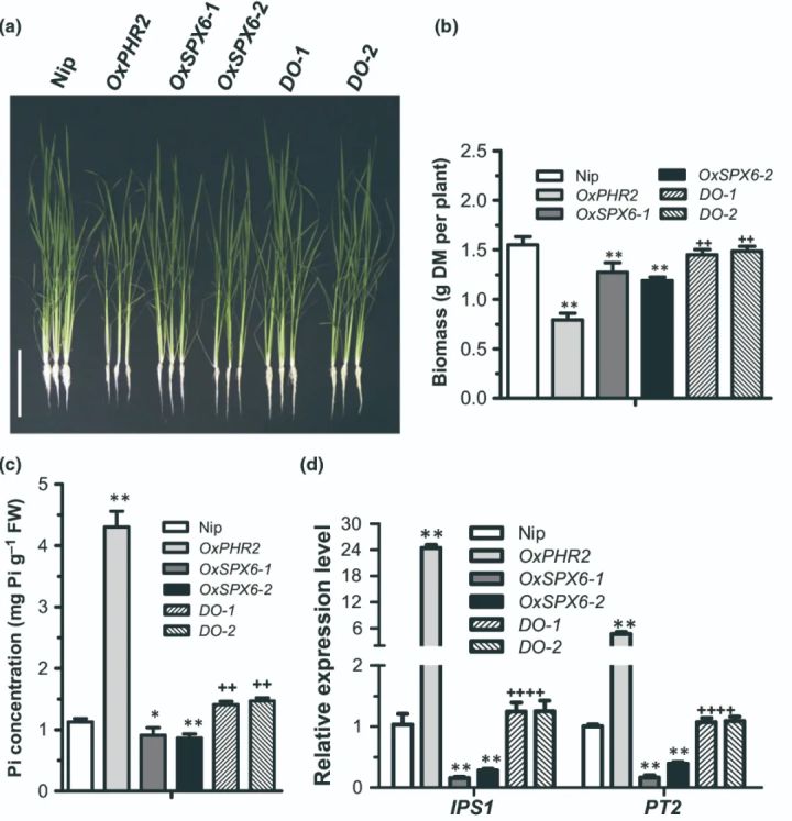 辨清敌我，统一战线——确定基因上下游关系