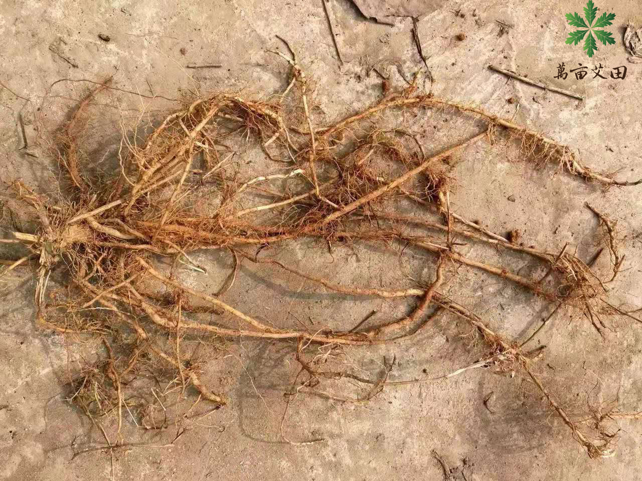 蕲艾艾草适合在北方种植吗,九尖蕲艾艾草种植基地