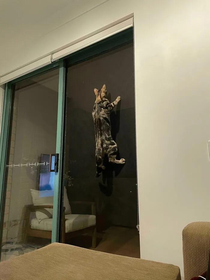 不建议养哪几种猫咪图片,发一张图片证明你家猫咪养的很好