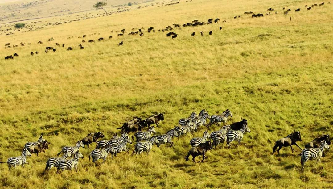 世间稀有的白色长颈鹿母子，在非洲被残忍猎杀，发现时只剩骨骼