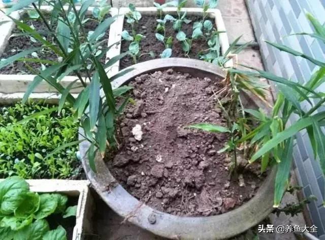 花盆里埋一块生姜，3个月长出小姜崽，1盆结2斤吃不完