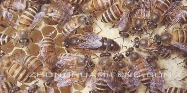 中蜂造脾最佳配方,中蜂多箱体加脾方法