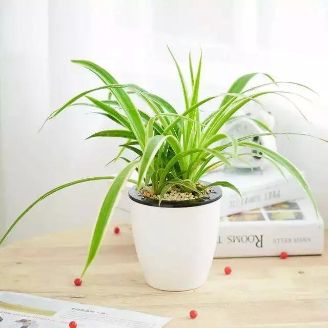 绿萝十大净化空气植物,好养适合新手净化空气的植物