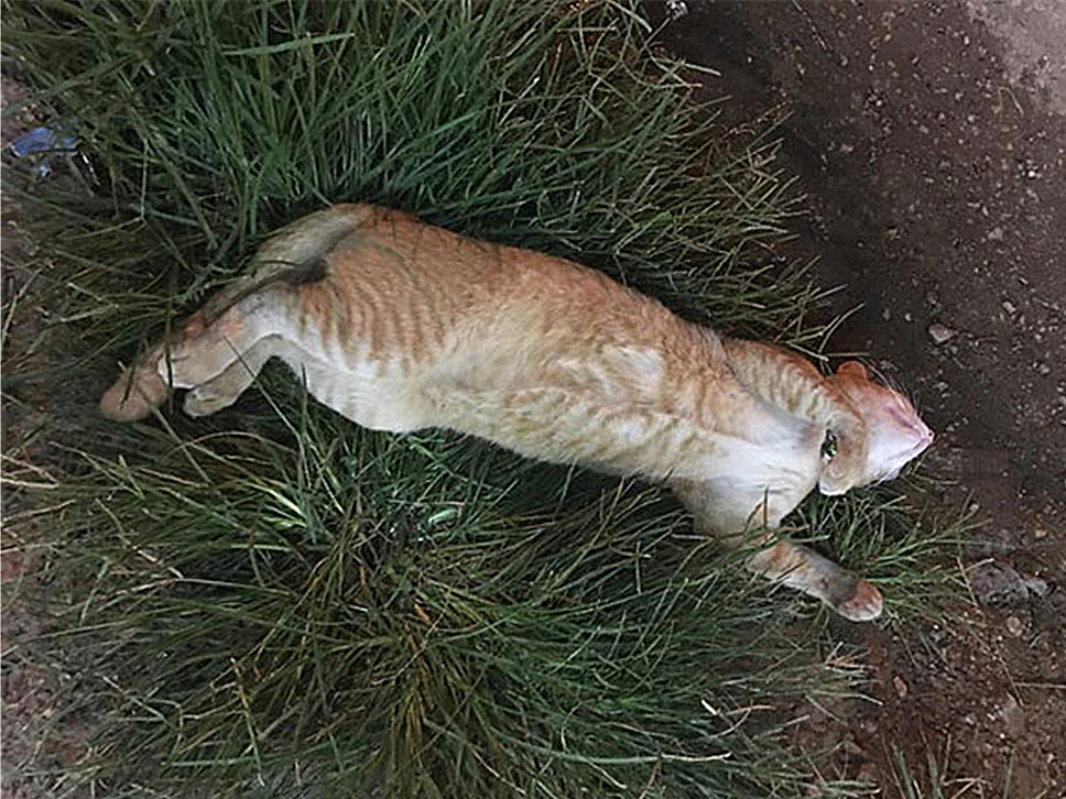 流浪橘猫金背银床跑进家里,流浪小奶猫在路人衣服里