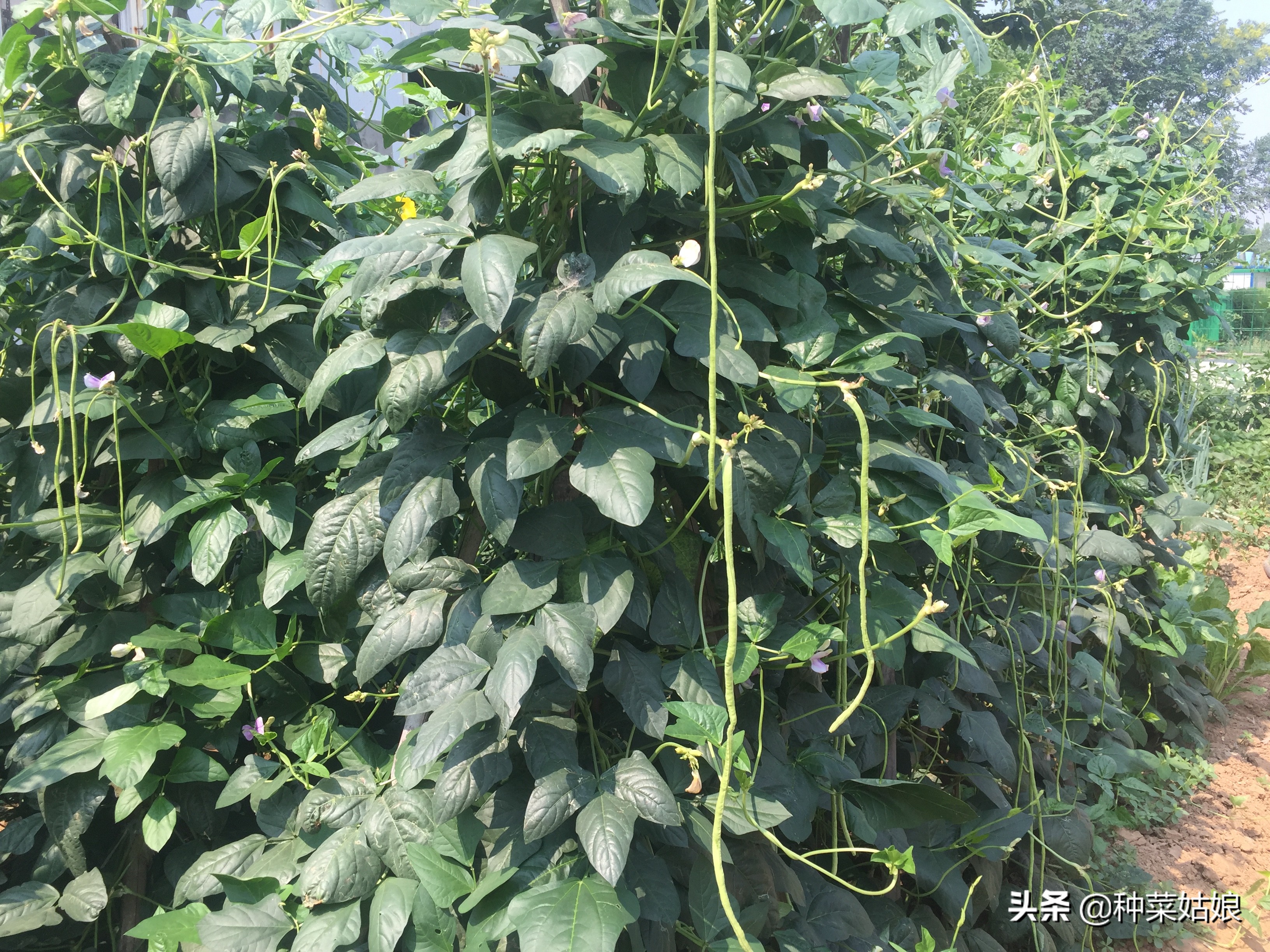 种菜怎么避免徒长,种菜如何防止烂根