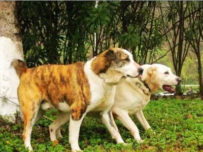 无良的犬舍,无良狗舍金毛是怎么培育出来的