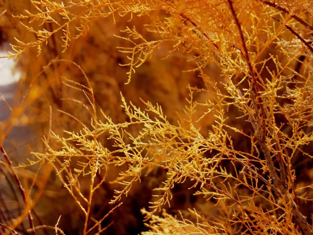 中文到底有多美朗诵原稿,中文到底有多美朗诵背景视频