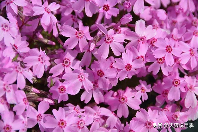 盘点每个世界第一关最强的植物,有哪些可以卡无敌的植物