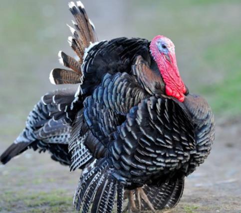 火鸡在中国为什么不火,火鸡为啥在中国没人吃