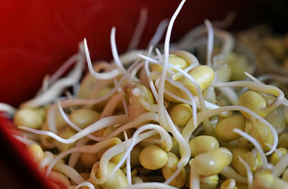 学会这个方法再也不用买豆芽了,豆芽不用买用塑料瓶就能发豆芽