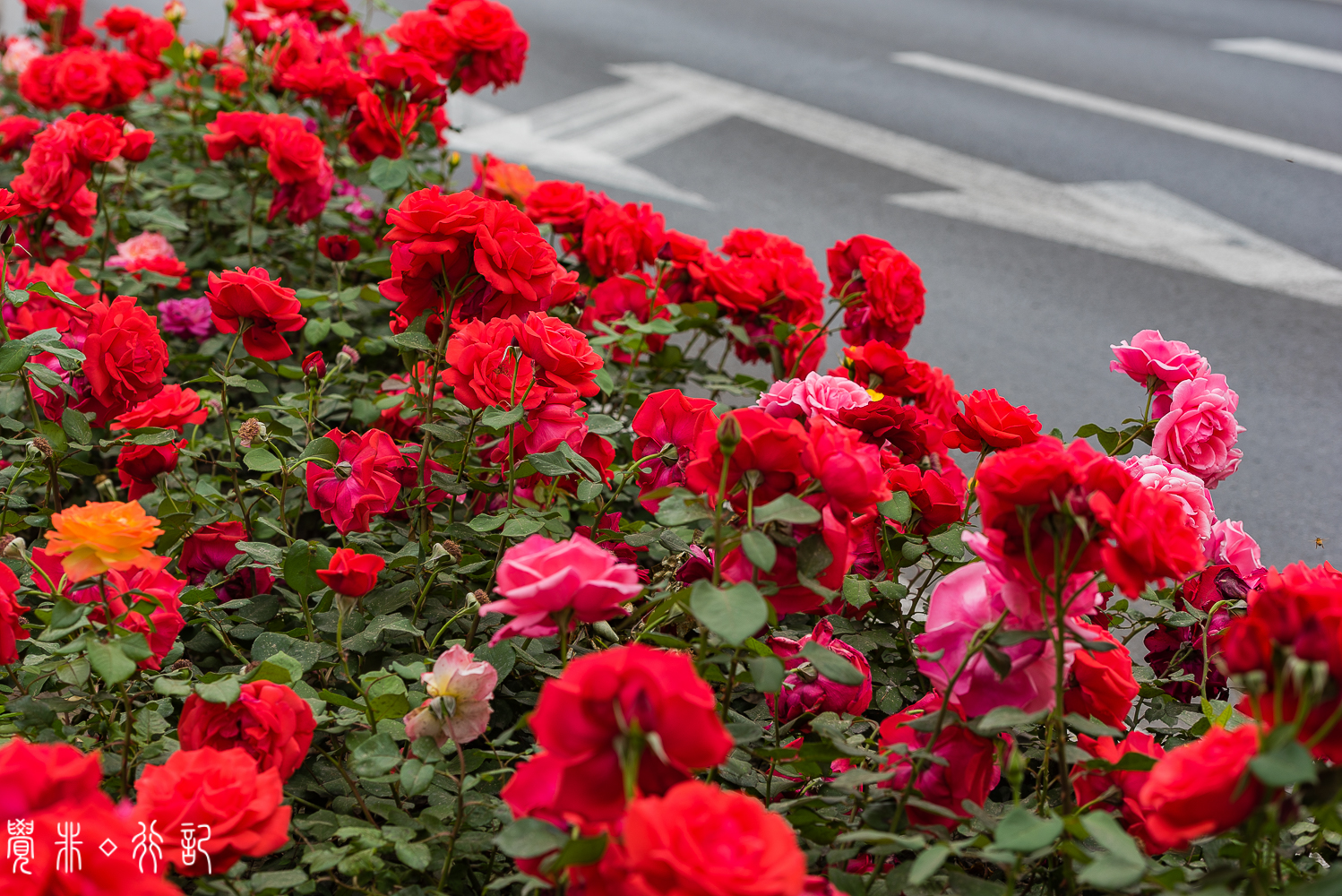 月季花中国特有品种,从中国运到欧洲的四种月季