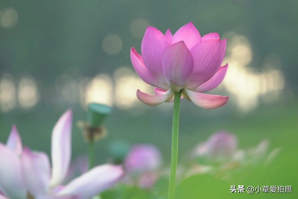 威海羊亭全景图,威海羊亭荷花湾