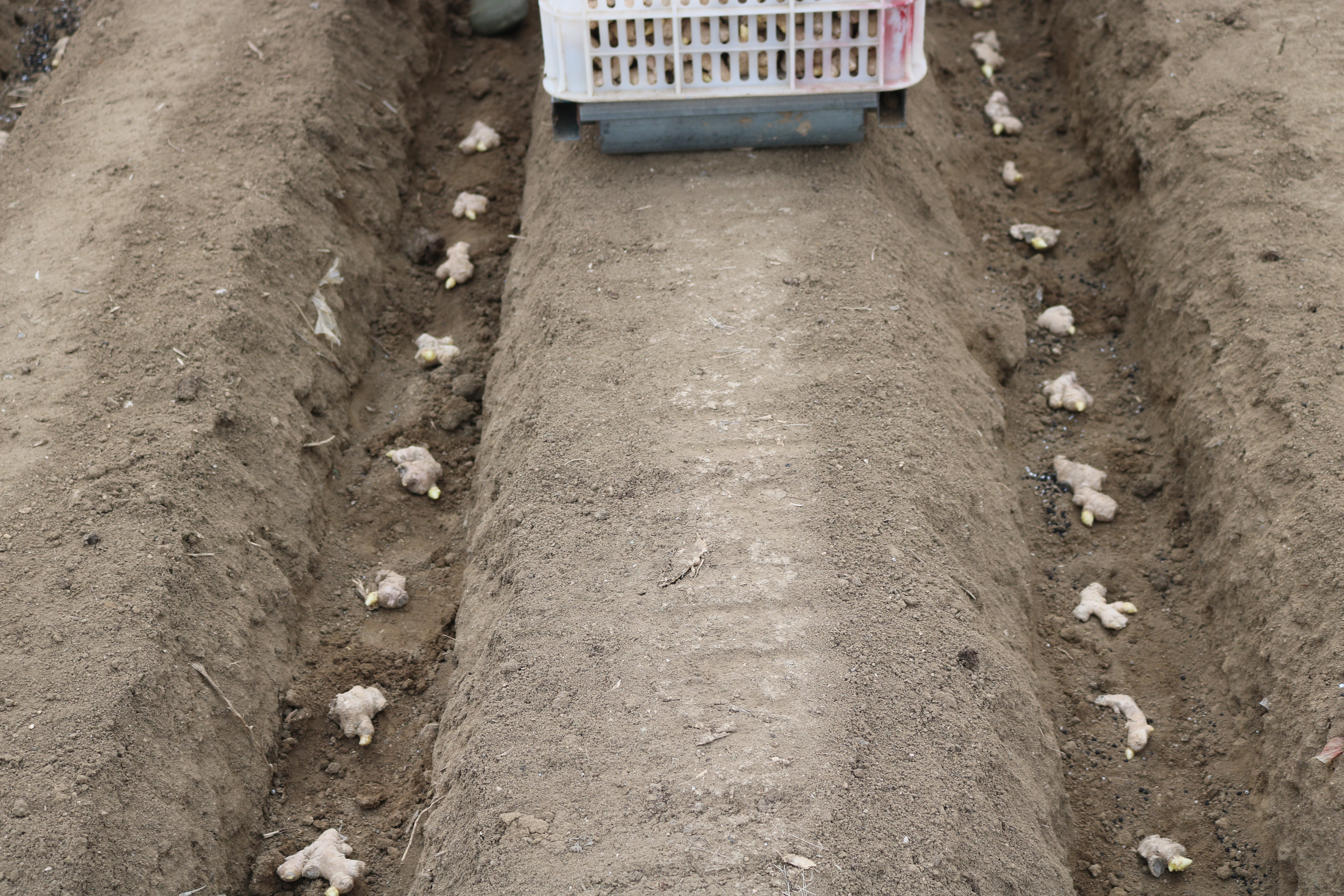 姜催芽的正确方法,几种常用的生姜催芽方法