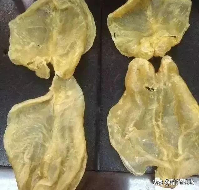 涨知识!鱼胶种类大全,不看亏大了!