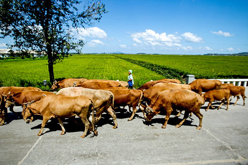 中国游客眼里的朝鲜农村，一个不经意看到的，一个导游领着看到的