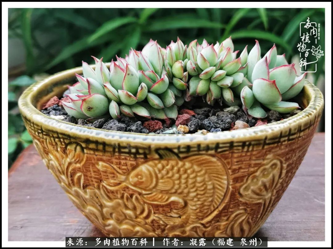 多肉日记严选,多肉日记大全100字