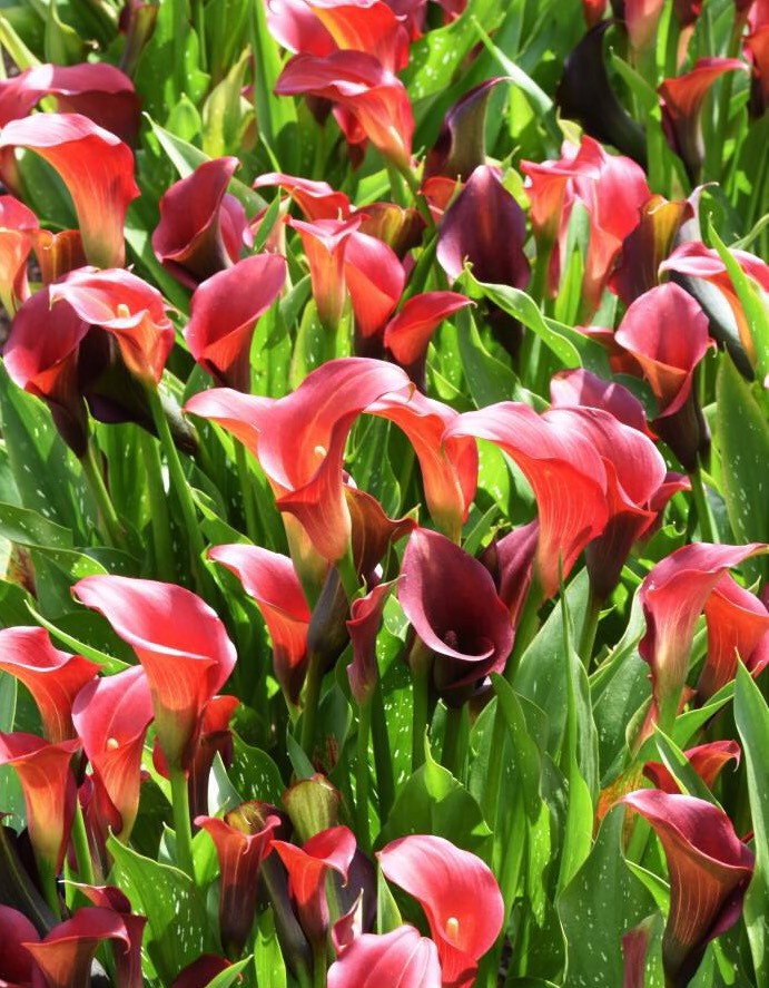 阳台只养一种花全年花开不断,阳台种花只开花不结果