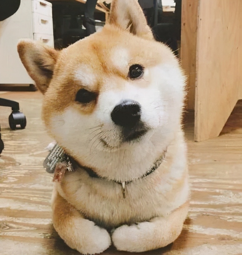 狗狗智商有多可怕,狗狗的智商有多高已经成精了