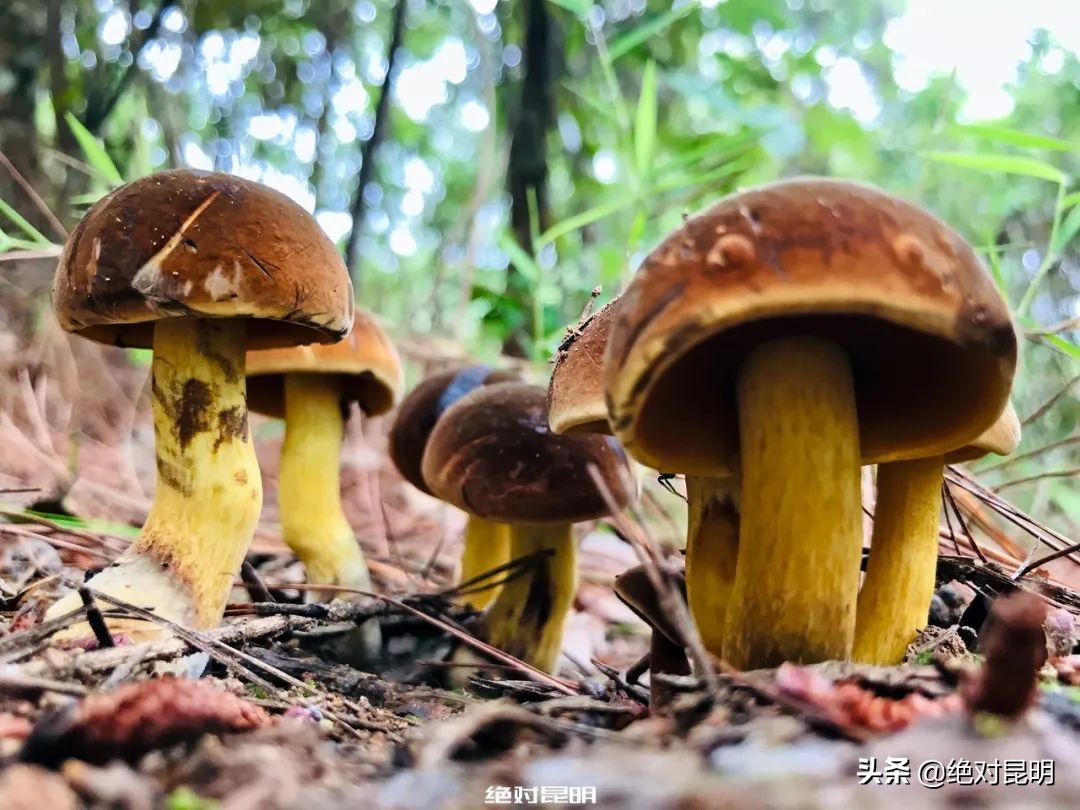 她带西班牙大厨上山捡菌，回昆明后煲出美味红菇汤
