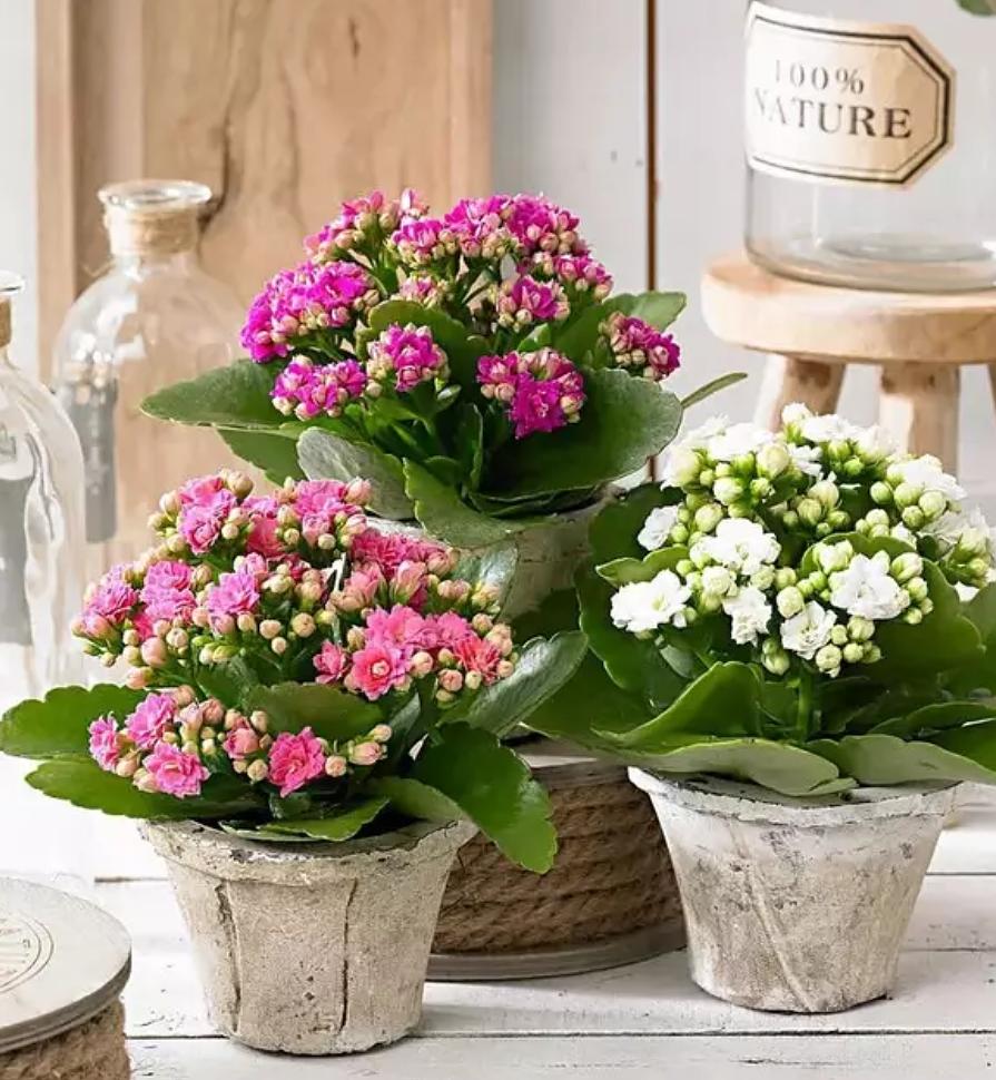 室内适合养什么花寓意好,新家养什么花有寓意又好看