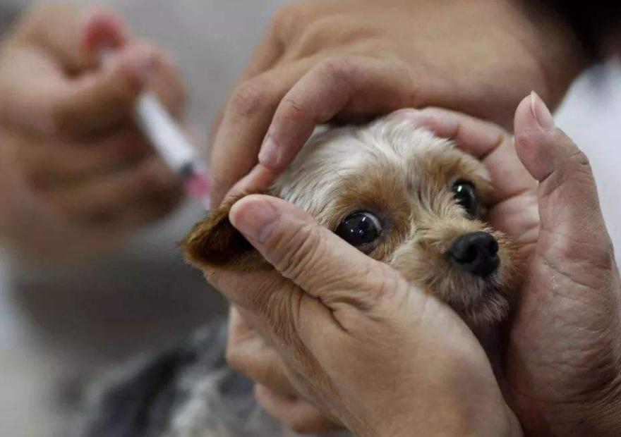 得狂犬病狗狗的症状,狂犬病死后的狗狗症状