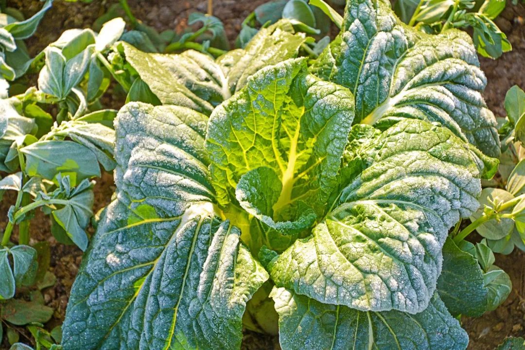 说秋道冬话永胜，气候多样人宜居