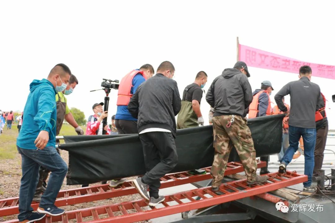 5米重2000斤达氏鳇后续,2000斤达氏鳇后续