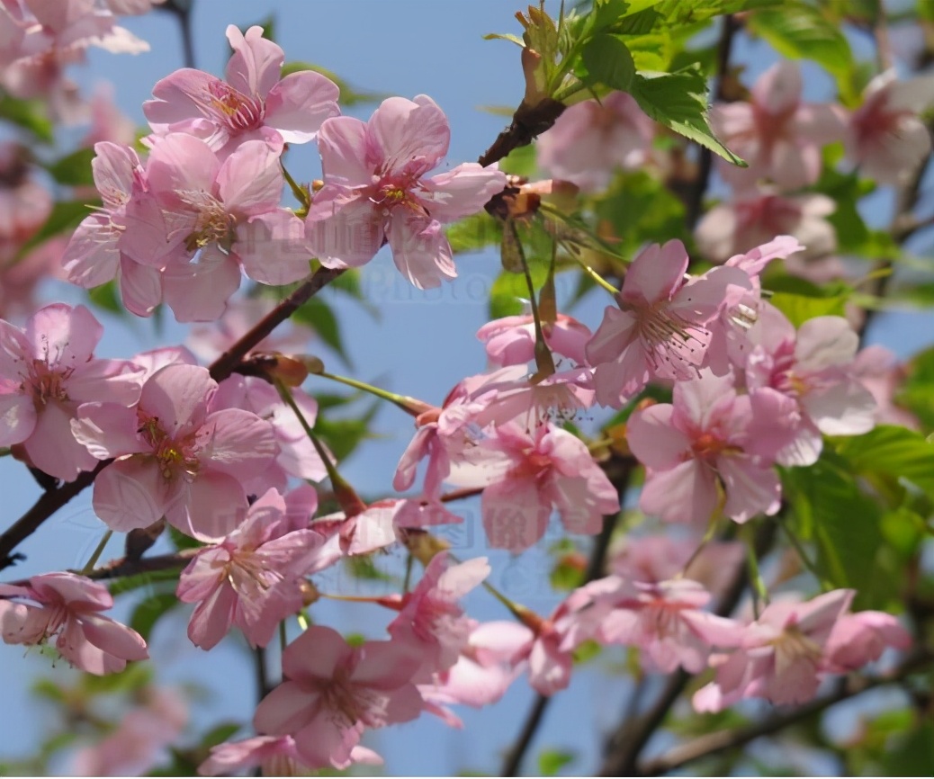 还记得13年前的樱花吗,以前的樱花对比现在的樱花