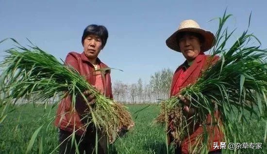 小麦田恶性杂草,小麦田的节节麦怎么除掉用什么药