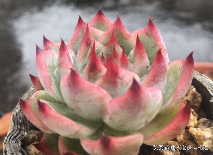 多肉吉娃娃怎么养爆盆好看又漂亮,多肉吉娃娃用多大盆