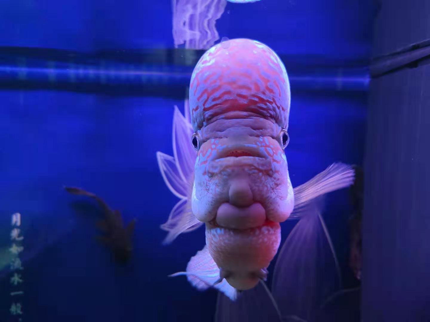 多大的鱼缸才能让锦鲤正常成长,怎么判断鱼缸适合养多大的鱼