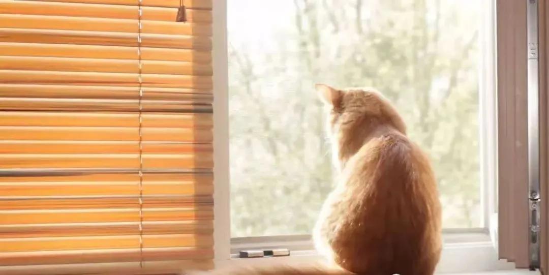 猫咪走失一个月又回来了,猫咪失踪15年后终于找到了吗