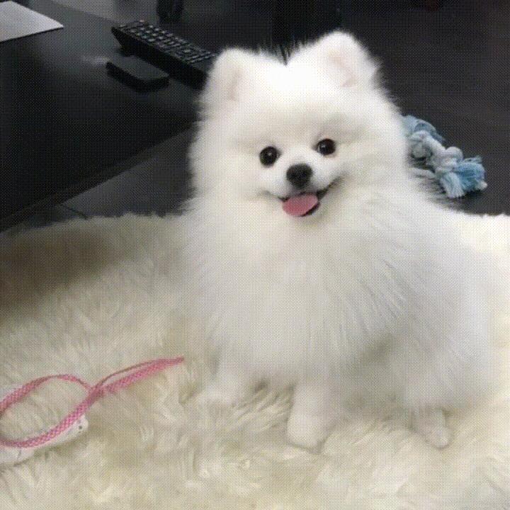 如果一直盯着时间看会发生什么,为啥不能盯着猫咪的眼睛看