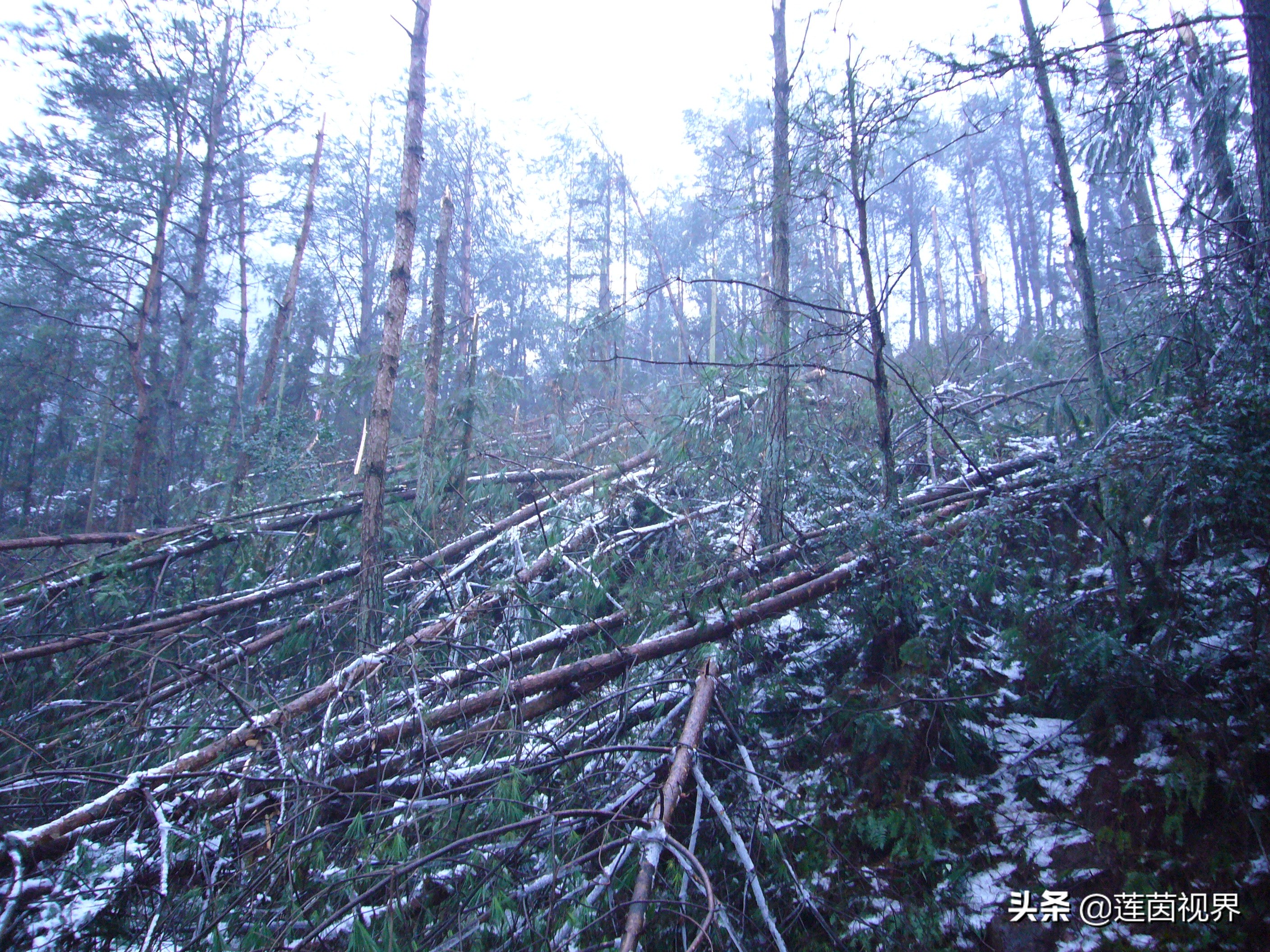 铜钹山夏天旅游哪里好玩,探险铜钹山原始森林