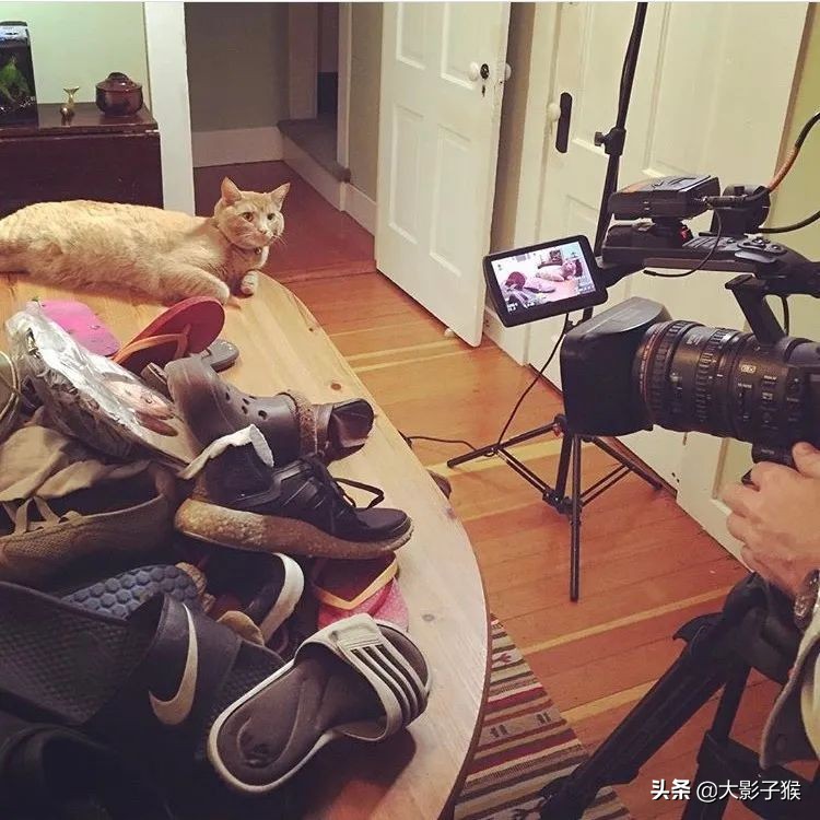 昨晚，我家猫叼来了一件蕾丝内衣…