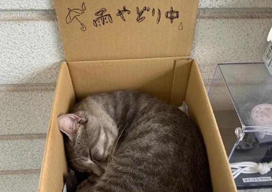 一分钟看完猫的一生,猫的一生详细介绍