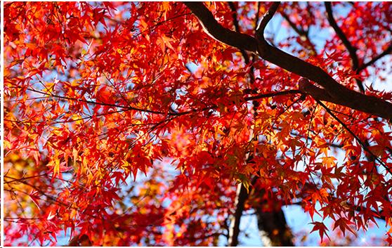 来到日本不能错过章鱼小丸子,去京都不可错过的和服体验